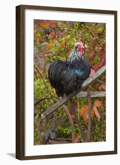 Bantam Black Cochin Rooster Perched on Handle of Old Wooden Plow-Lynn M^ Stone-Framed Photographic Print