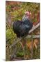 Bantam Black Cochin Rooster Perched on Handle of Old Wooden Plow-Lynn M^ Stone-Mounted Photographic Print
