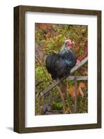 Bantam Black Cochin Rooster Perched on Handle of Old Wooden Plow-Lynn M^ Stone-Framed Photographic Print