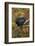 Bantam Black Cochin Rooster Perched on Handle of Old Wooden Plow-Lynn M^ Stone-Framed Photographic Print