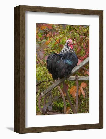 Bantam Black Cochin Rooster Perched on Handle of Old Wooden Plow-Lynn M^ Stone-Framed Photographic Print