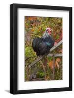 Bantam Black Cochin Rooster Perched on Handle of Old Wooden Plow-Lynn M^ Stone-Framed Photographic Print