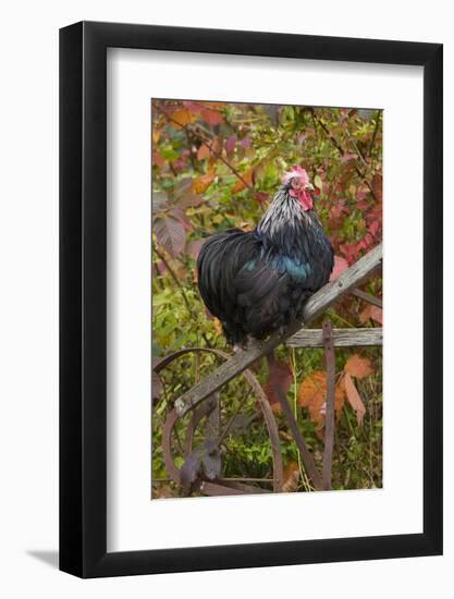 Bantam Black Cochin Rooster Perched on Handle of Old Wooden Plow-Lynn M^ Stone-Framed Photographic Print