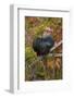Bantam Black Cochin Rooster Perched on Handle of Old Wooden Plow-Lynn M^ Stone-Framed Photographic Print
