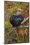 Bantam Black Cochin Rooster Perched on Handle of Old Wooden Plow-Lynn M^ Stone-Mounted Photographic Print