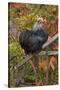 Bantam Black Cochin Rooster Perched on Handle of Old Wooden Plow-Lynn M^ Stone-Stretched Canvas