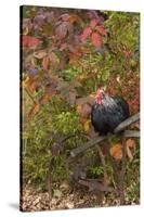 Bantam Black Cochin Rooster Perched on Handle of Old Wooden Plow-Lynn M^ Stone-Stretched Canvas