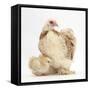 Bantam Hen and Frizzle Feather Chicken Chick-Mark Taylor-Framed Stretched Canvas