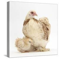 Bantam Hen and Frizzle Feather Chicken Chick-Mark Taylor-Stretched Canvas