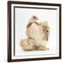 Bantam Hen and Frizzle Feather Chicken Chick-Mark Taylor-Framed Photographic Print