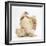 Bantam Hen and Frizzle Feather Chicken Chick-Mark Taylor-Framed Photographic Print