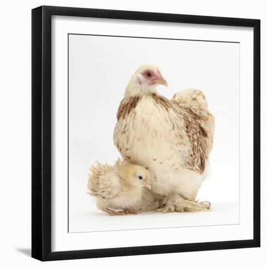 Bantam Hen and Frizzle Feather Chicken Chick-Mark Taylor-Framed Photographic Print
