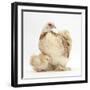 Bantam Hen and Frizzle Feather Chicken Chick-Mark Taylor-Framed Photographic Print