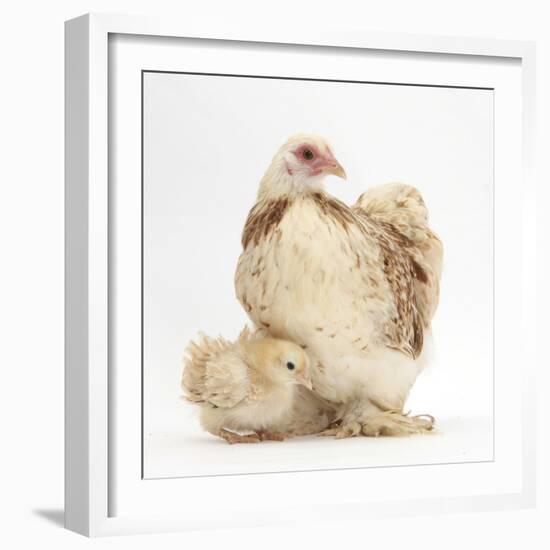 Bantam Hen and Frizzle Feather Chicken Chick-Mark Taylor-Framed Photographic Print