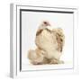 Bantam Hen and Frizzle Feather Chicken Chick-Mark Taylor-Framed Photographic Print