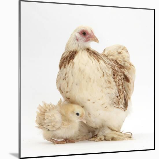 Bantam Hen and Frizzle Feather Chicken Chick-Mark Taylor-Mounted Photographic Print