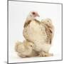 Bantam Hen and Frizzle Feather Chicken Chick-Mark Taylor-Mounted Photographic Print