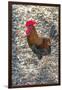 Bantam Rooster, Florida, Usa-Jim Engelbrecht-Framed Photographic Print