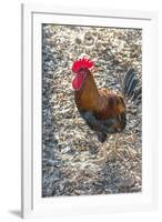 Bantam Rooster, Florida, Usa-Jim Engelbrecht-Framed Premium Photographic Print