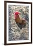 Bantam Rooster, Florida, Usa-Jim Engelbrecht-Framed Premium Photographic Print