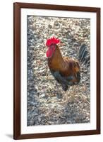 Bantam Rooster, Florida, Usa-Jim Engelbrecht-Framed Premium Photographic Print