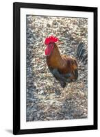 Bantam Rooster, Florida, Usa-Jim Engelbrecht-Framed Premium Photographic Print