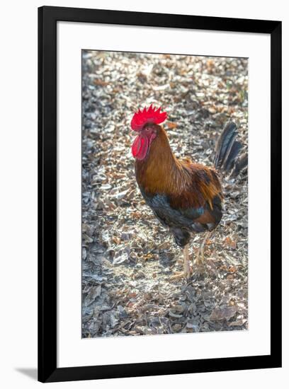 Bantam Rooster, Florida, Usa-Jim Engelbrecht-Framed Premium Photographic Print