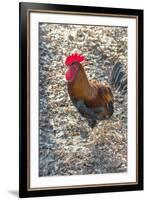 Bantam Rooster, Florida, Usa-Jim Engelbrecht-Framed Premium Photographic Print