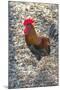 Bantam Rooster, Florida, Usa-Jim Engelbrecht-Mounted Premium Photographic Print