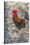 Bantam Rooster, Florida, Usa-Jim Engelbrecht-Stretched Canvas