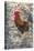 Bantam Rooster, Florida, Usa-Jim Engelbrecht-Stretched Canvas