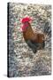 Bantam Rooster, Florida, Usa-Jim Engelbrecht-Stretched Canvas