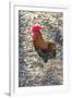 Bantam Rooster, Florida, Usa-Jim Engelbrecht-Framed Photographic Print