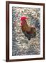 Bantam Rooster, Florida, Usa-Jim Engelbrecht-Framed Photographic Print