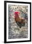 Bantam Rooster, Florida, Usa-Jim Engelbrecht-Framed Photographic Print