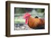 Bantam Rooster, Florida, Usa-Lisa S. Engelbrecht-Framed Photographic Print