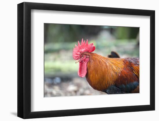 Bantam Rooster, Florida, Usa-Lisa S. Engelbrecht-Framed Photographic Print