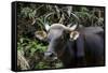 Banteng (Bos Javanicus Birmanicus) Taman Negara , Malaysia-Daniel Heuclin-Framed Stretched Canvas
