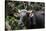 Banteng (Bos Javanicus Birmanicus) Taman Negara , Malaysia-Daniel Heuclin-Stretched Canvas