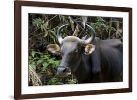 Banteng (Bos Javanicus Birmanicus) Taman Negara , Malaysia-Daniel Heuclin-Framed Photographic Print