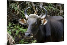 Banteng (Bos Javanicus Birmanicus) Taman Negara , Malaysia-Daniel Heuclin-Mounted Photographic Print