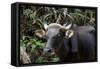 Banteng (Bos Javanicus Birmanicus) Taman Negara , Malaysia-Daniel Heuclin-Framed Stretched Canvas