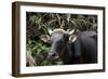 Banteng (Bos Javanicus Birmanicus) Taman Negara , Malaysia-Daniel Heuclin-Framed Photographic Print