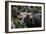 Banteng (Bos Javanicus Birmanicus) Taman Negara , Malaysia-Daniel Heuclin-Framed Photographic Print