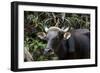 Banteng (Bos Javanicus Birmanicus) Taman Negara , Malaysia-Daniel Heuclin-Framed Photographic Print