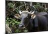 Banteng (Bos Javanicus Birmanicus) Taman Negara , Malaysia-Daniel Heuclin-Mounted Photographic Print