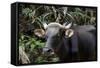 Banteng (Bos Javanicus Birmanicus) Taman Negara , Malaysia-Daniel Heuclin-Framed Stretched Canvas