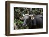 Banteng (Bos Javanicus Birmanicus) Taman Negara , Malaysia-Daniel Heuclin-Framed Photographic Print