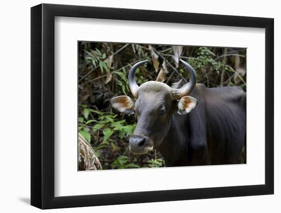 Banteng (Bos Javanicus Birmanicus) Taman Negara , Malaysia-Daniel Heuclin-Framed Photographic Print