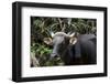 Banteng (Bos Javanicus Birmanicus) Taman Negara , Malaysia-Daniel Heuclin-Framed Photographic Print